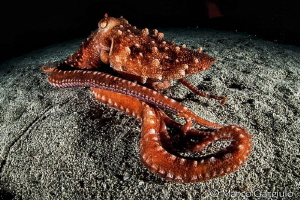 Octopus macropus, night dive by Marco Gargiulo 